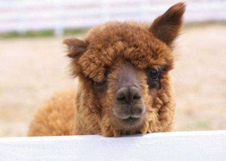 ▲ This alpaca named Raito-kun was born in October 2018. He was named that because his right ear is noticeably smaller and his name in Japanese can also be rendered as “light” that brightens the future.