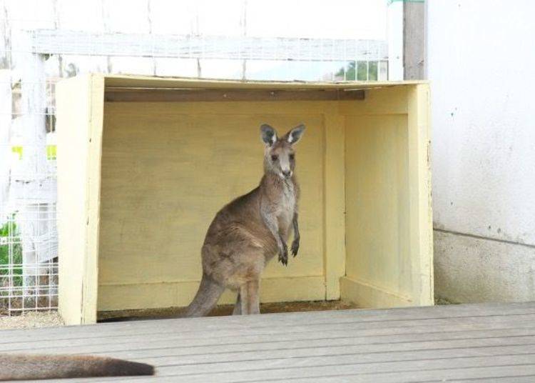▲The first animal I came upon was a kangaroo. Kangaroos walk using their tails for support and by putting their front paws on the ground before them.