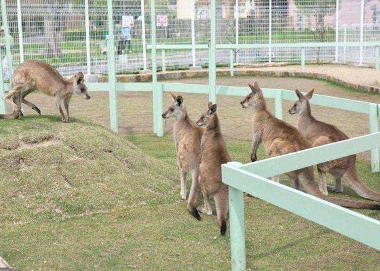 ▲ A group of kangaroos watch another one come down a small hill.
