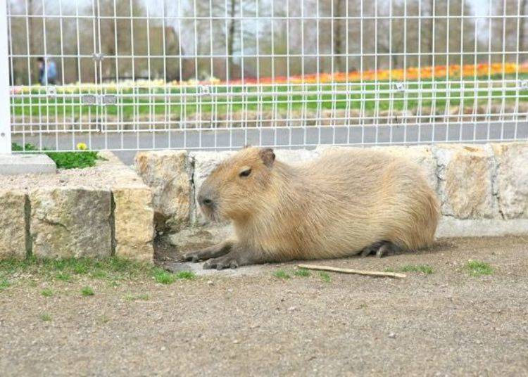 ▲ Here is a very laid-back capybara. Capybaras are actually rodents related to mice.