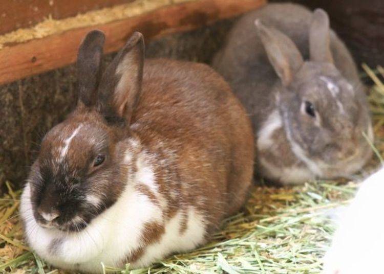 ▲ There are about 20 rabbits in total. They feel good because they are so fluffy. I could spend the day petting them.