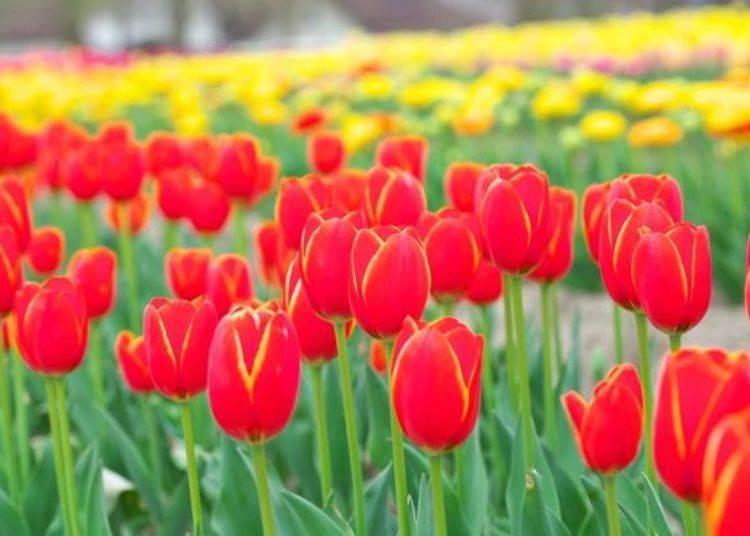▲花瓣邊緣變成黃色的紅色鬱金香是屬於「World febrit」的品種。拍攝時（4月底）大約開滿了八成。