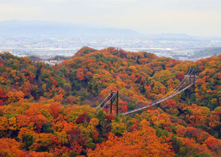 Osaka's Best Kept Secret for Autumn Foliage: Hoshida Park's Hoshi-no-Buranko Bridge