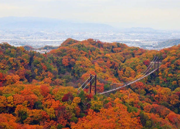日本國內最大規模的木製地板吊橋！欣賞從「星之鞦韆」上所晀望的絕美景色及接觸扣人心弦的七夕傳說故事
