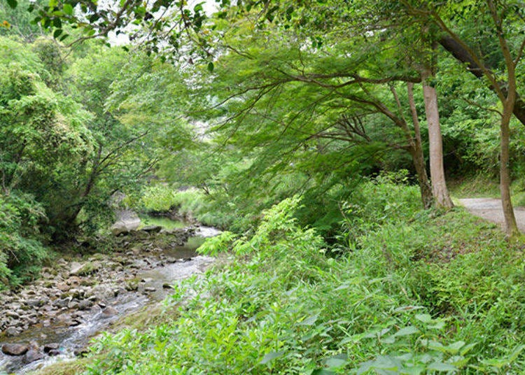 ▲ The stream on the left is the Amano River. During the Heian period, this area appears to have been a scenic hunting ground and its name appears in Kokin Wakashu, an anthology of Japanese waka style poetry dating from the Heian period, and Ise Monogatari [The Tales of Ise] also from that time period.