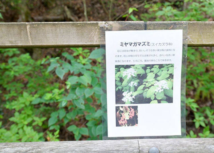 ▲到處都可以看到介紹植物名稱及特徵的展示牌。更令人開心的是也可以看見花卉與楓葉的照片呢!