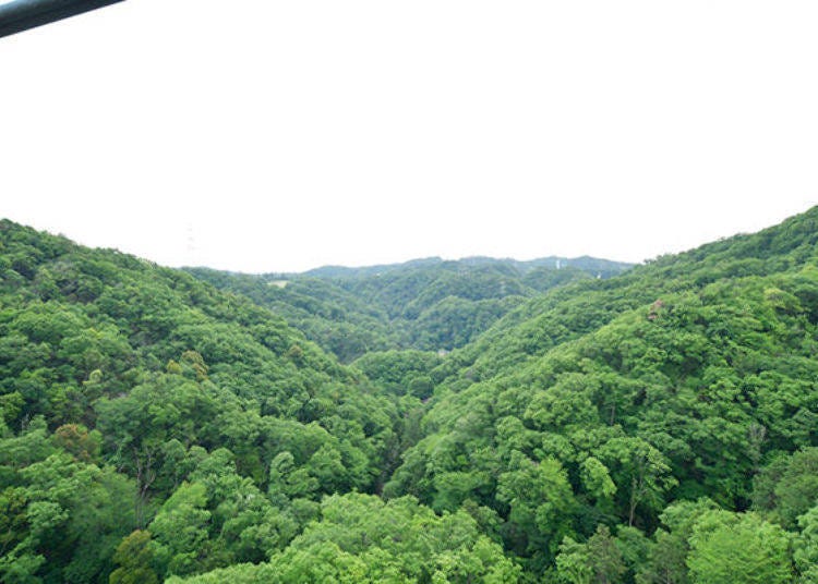 ▲綠意盎然的樹林環繞著吊橋。此美景簡直就好像是綠色地毯。