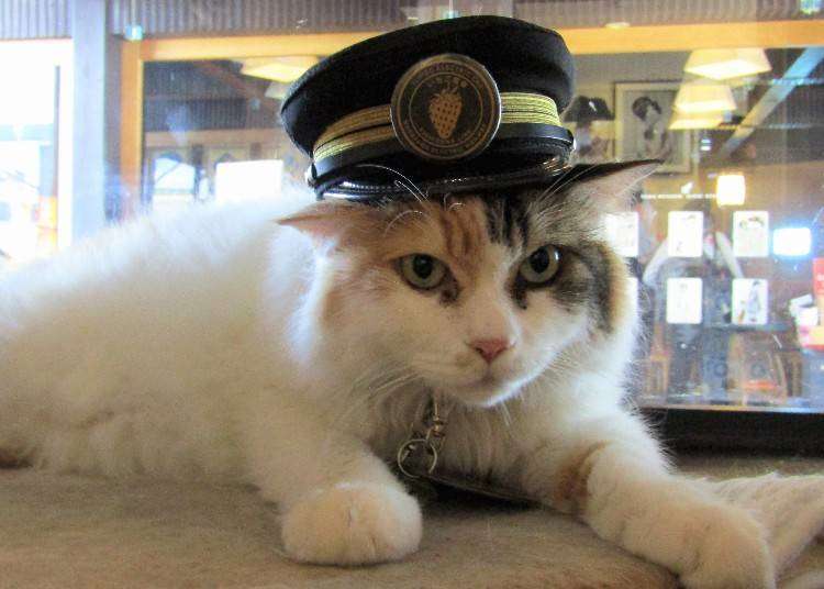Meet Japan's Most Adorable Stationmaster: Nitama, the Wakayama Cat!
