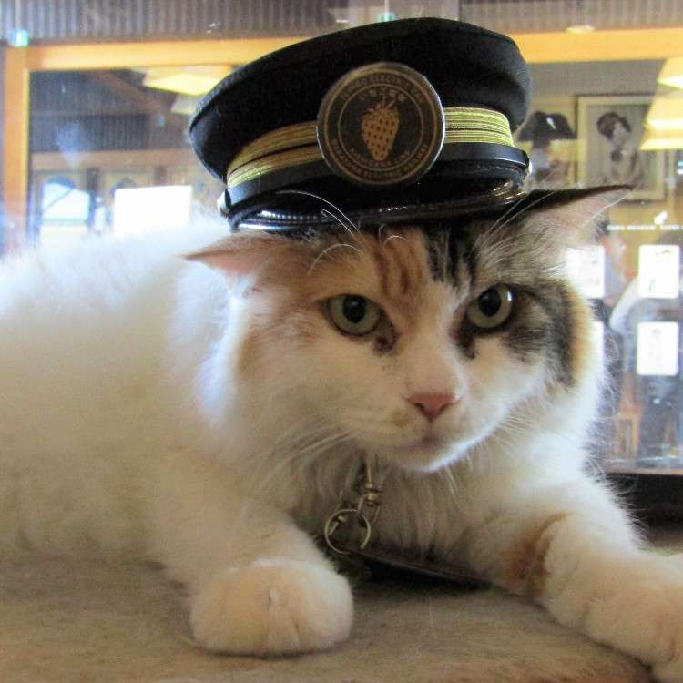 和歌山電鐵の猫駅長「ニタマ」に会いに行こう！キュートな“たま電車”も