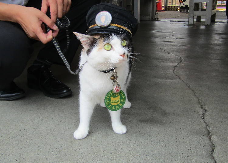 Super-stationmaster Yontama (acting stationmaster of Idakiso and Kishi Stations)