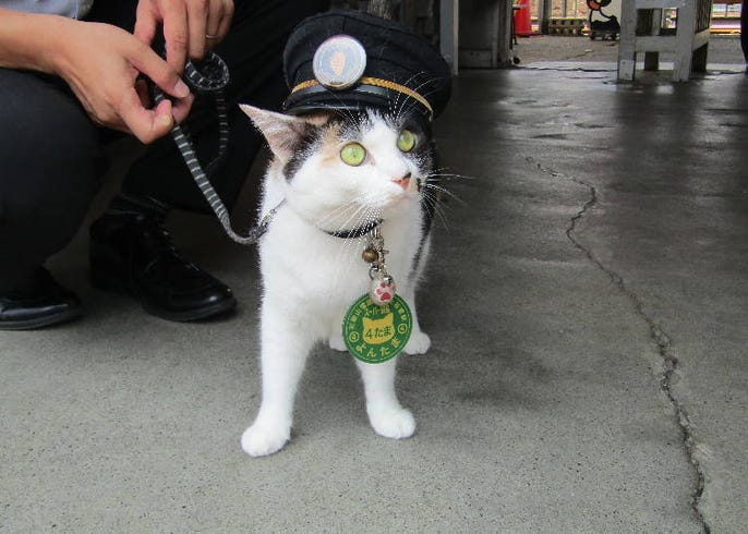 Meet Japan's Most Adorable Stationmaster: Nitama, the Wakayama Cat! | LIVE JAPAN travel guide