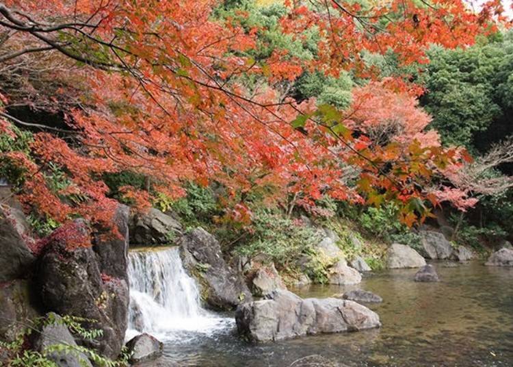 “Komorebi no Taki” (sunbeam waterfall). Here you can view a beautiful sight of the strong current from the waterfall and burning red leaves.