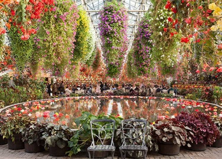 You can enjoy 12,000 flowers year-round at the “Begonia Garden”