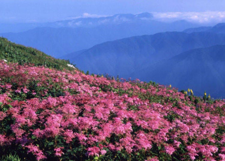 A flower field of alpine plants (photo provided by Maibara Tourism Association)