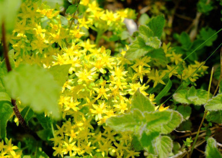 Sedum subtile grows along the bare hillside (best time to see: June)