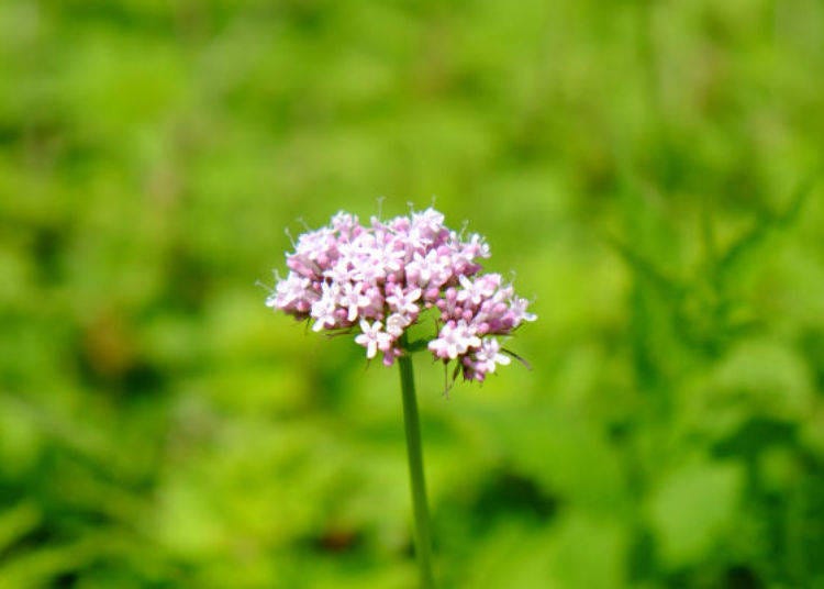 The cute valeriana fauriei with vibrant colors (best time to see: June)