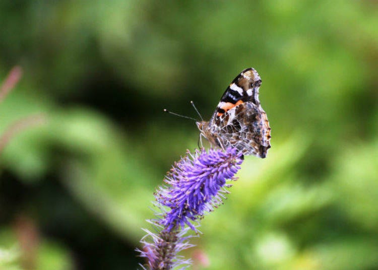 There were many insects like butterflies around the flowers