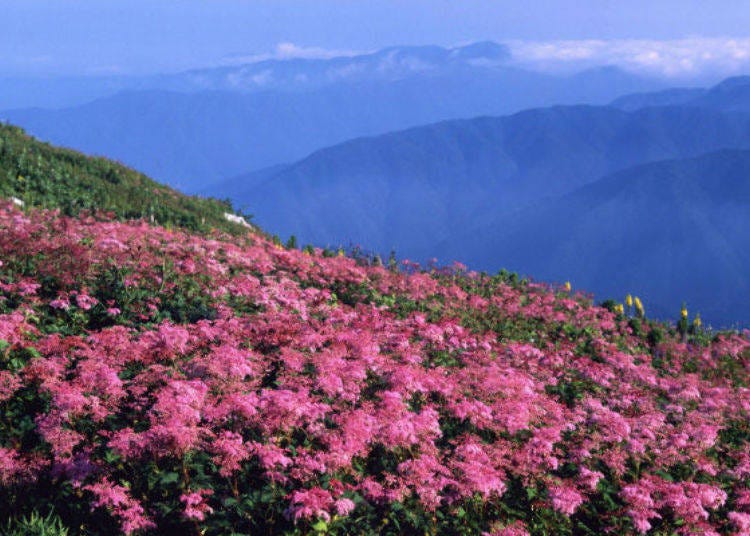 A flower field of filipendula near the peak (photo provided by Maibara Tourism Association)