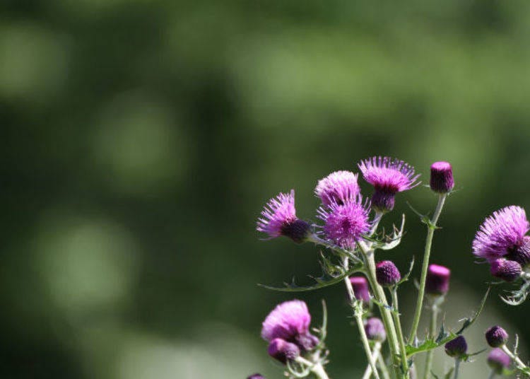 Thistle flowers that color the mountain (best time to see: August - September)