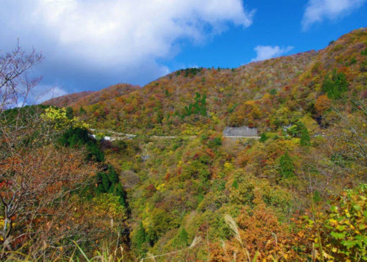 Mount Ibuki covered in vibrant colors (Photo provided by Ibukiyama Driveway)