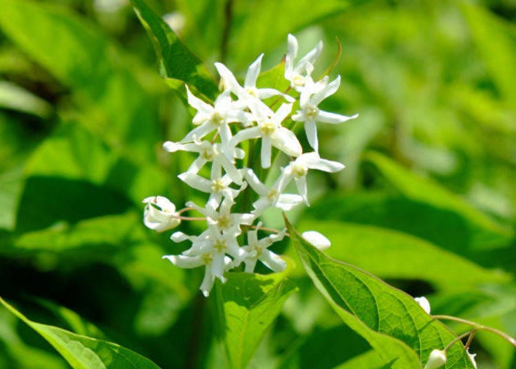 ▲白色花瓣的草橘(クサタチバナ)(旺季:5月下旬~6月)