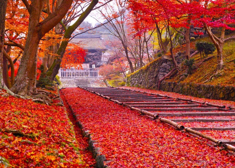 3. (Kyoto) Bishamon-do Temple: Beautifully swept leaves