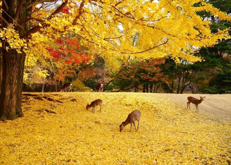 關西賞楓景點⑦奈良:與小鹿一起欣賞紅葉「奈良公園」