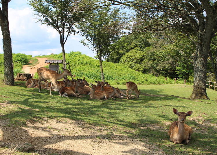 The low hill behind the herd of deer is the Uguisutsuka Tumulus