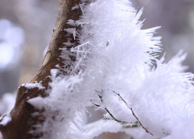 自然が作り出す氷の華「霧氷」