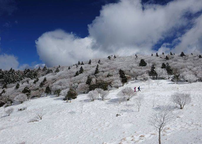 21年 三峰山霧氷まつり も必見 冬の奈良で見られる幻想的な 霧氷 とは Live Japan 日本の旅行 観光 体験ガイド
