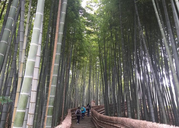 Bamboo Forest