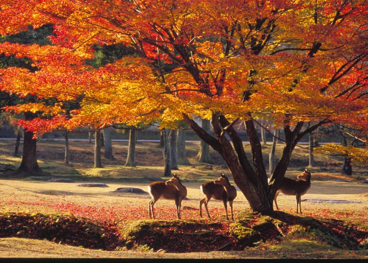 Tōdaiji ➡ Kasuga Taisha ➡ Kōfukuji