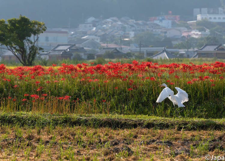 Khanittha is fascinated by the natural beauty of the Kameoka Basin