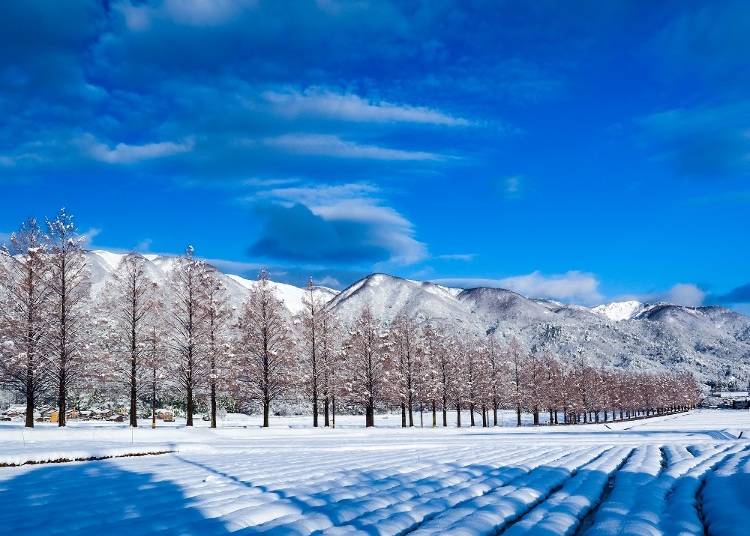 ５．まるで冬の雪花「メタセコイア並木」【滋賀】