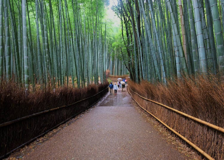 2. Arashiyama Bamboo Forest: Enjoy clean air in a pristine natural environment