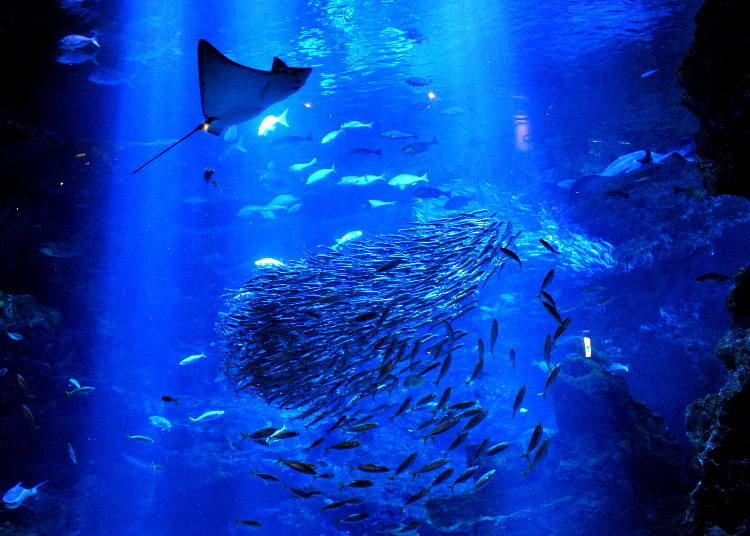 7. Kyoto Aquarium: A relaxing spot to meet aquatic creatures