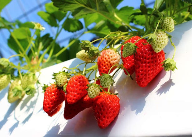 간사이 지역(오사카, 시가현, 나라현, 와카야마현,효고현)의 딸기농장 10곳(정해진 시간내에 무제한 먹기 체험 가능!)