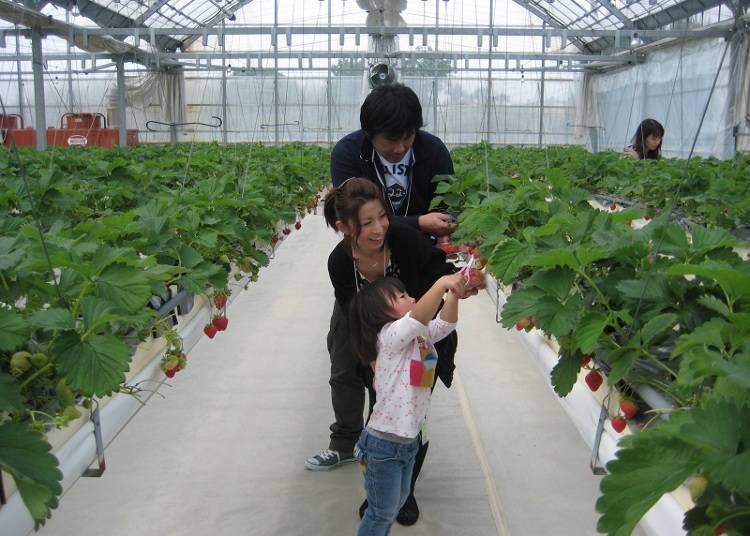 1. Strawberry Farm Haru (Osaka): All-You-Can-Eat 'Asuka Ruby' Strawberries for 60 Min.