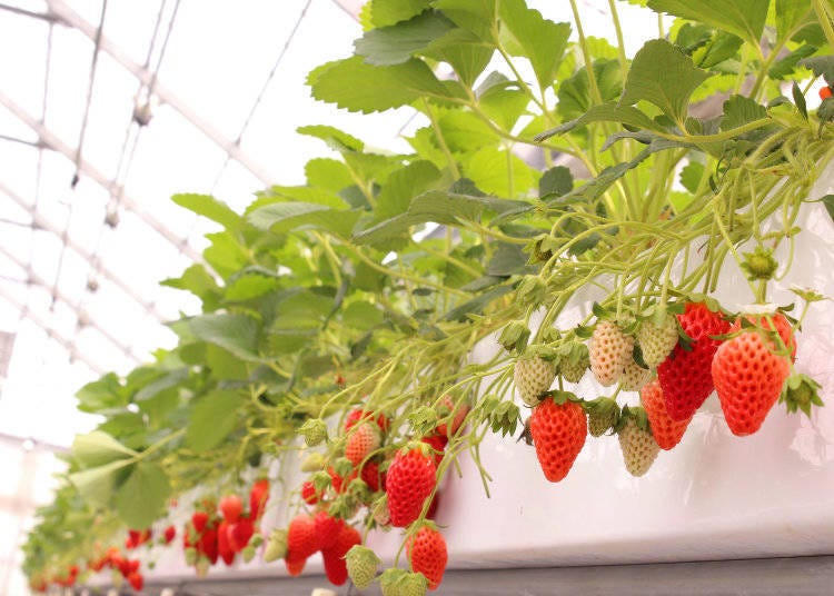 2. GrandBerry (Osaka): 30-Minute All-You-Can-Eat Juicy 'Akihime' Brand Strawberries