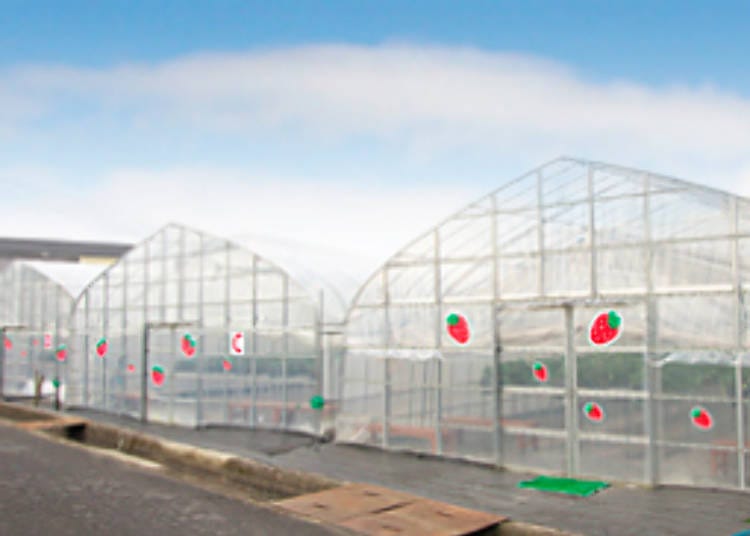 4. Kafuka Strawberry Farm (Shiga): All-You-Can-Eat Strawberries With Free Chocolate Sauce and Condensed Milk!
