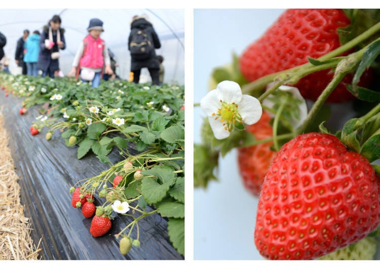 7. Kishigawa Tourism Strawberry Hunting Association (Wakayama): All-You-Can-Eat Strawberry Picking with No Time Limit!