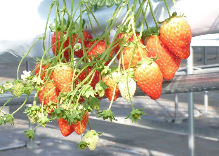 9. ADAMINE Plateau Farm (Nara): Strawberry Picking from Winter to Spring/BBQ and Activities in Summer!