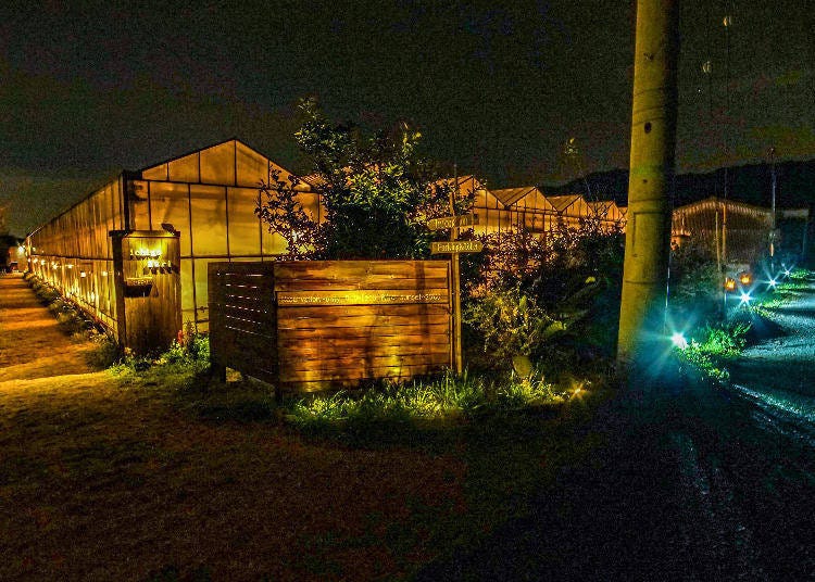 8. 在「Vegetable Garden」的夜間浪漫燈飾下採草莓【滋賀】