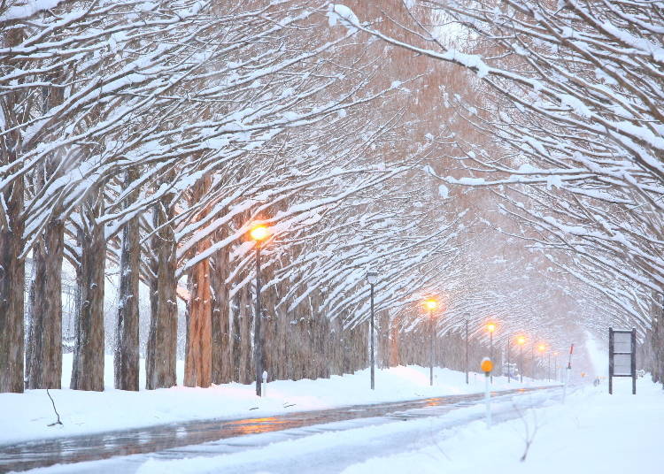 7. Metasequoia Namiki (Shiga): Lover's sanctuary