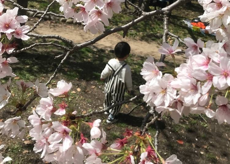 照片來源：LIVE JAPAN小編（Nemi.Lin）／3月拍攝於長居公園