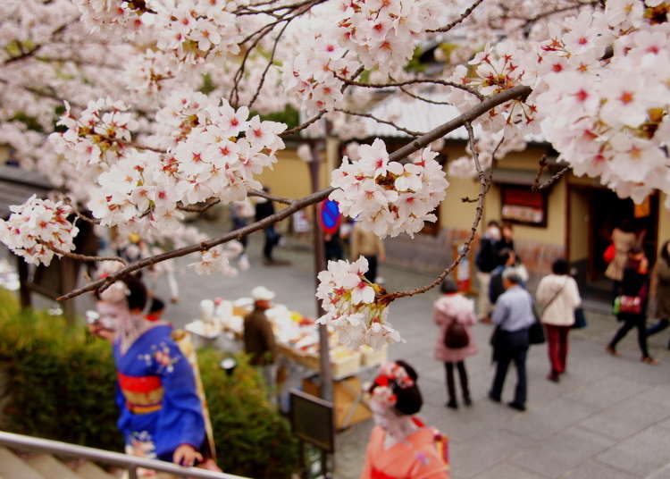 京都の春 3月 4月 5月 の天気と服装まとめ 北部と南部で違う Live Japan 日本の旅行 観光 体験ガイド