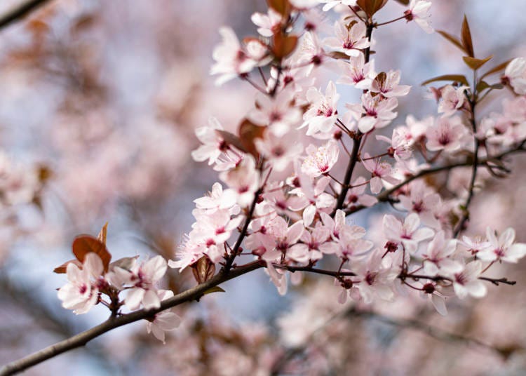 What's the weather like in Kyoto in April?