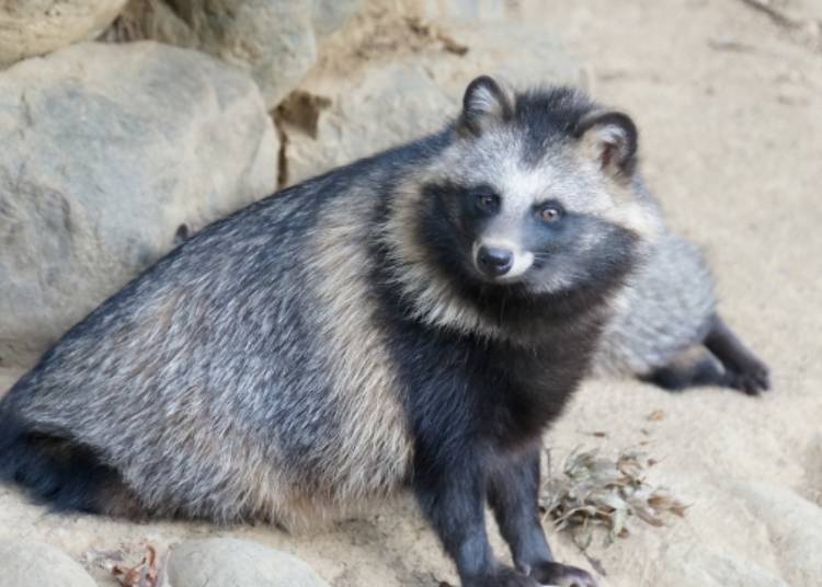 そもそもたぬきってどんな動物？