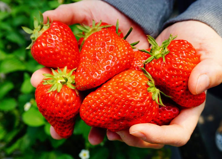 The taste of Japanese strawberries