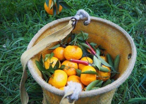 和歌山橘子人氣大爆發！來去「秋津野Garten」體驗採橘子活動